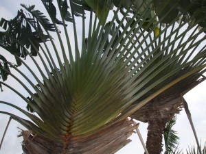 <p>Traveler's palm gets its name because it holds water to quench the thirst of passersby. (C) Jo Ellen Meyers Sharp/hoosiergardener.com</p>