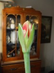 Waiting for the plain, red amaryllis to bloom. (C) Jo Ellen Meyers Sharp