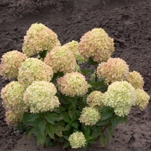 Little Lime hydrangea (H. paniculata) works nicely in smaller landscapes. Photo courtesy Proven Winners/ColorChoice