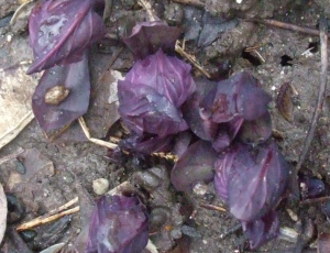 Purple leaves of Virginia bluebells emerge from the soil. (C) Jo Ellen Meyers Sharp