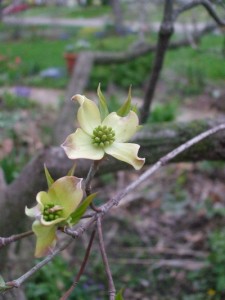 <p>Eastern U.S. native dogwood flowers about ready to open. (C) Jo Ellen Meyers Sharp</p>