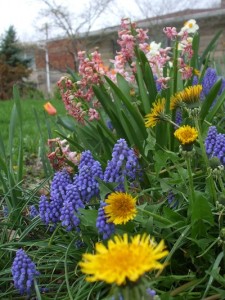 <p>Mother Nature's color combo. (C) Jo Ellen Meyers Sharp</p>