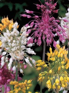 Fireworks mix allium is planted in fall. 