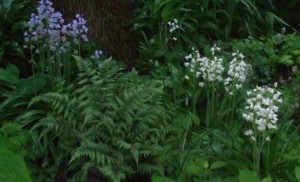 Spanish bluebells pair nicely with  Japanese painted ferns. (C) Jo Ellen Meyers Sharp