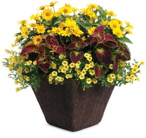 Deadheading perennials and trimming back million bells, petunias and other annuals keeps plants blooming and containers looking tidy. Plants: plants are yellow million bells, yellow perennial sunflower and reddish pe coleus. Photo courtesy Proven Winners urpl