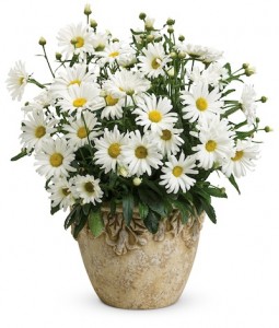 <p>Grow Daisy May in a pot for summer enjoyment then transplant to the ground in fall. Photo courtesy Proven Winners</p>