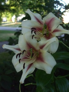 Early blooming fragrant lily perfumes the front yard. (C) Jo Ellen Meyers Sharp