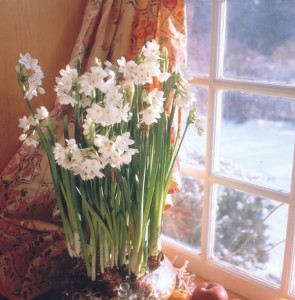In cold zones, many gardeners force paperwhites to bloom for the holidays and early spring. Photo courtesy Netherlands Flower Bulb Information Center