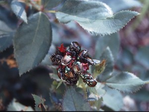 Japanese beetles tend to congregate on the flowers, buds and leaves of roses and hundreds of other plants. The beetles skeletonize the leaves. Photo courtesy Kansas State University Extension 