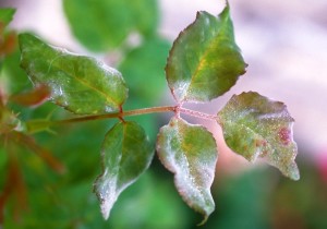 Although not deadly, powdery mildew weakens a plant, making it susceptible to other diseases or insects.  Photo courtesy University of Kentucky Extension 
