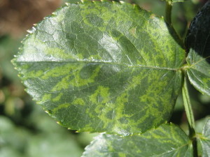Rose mosaic virus leaves tracks in the leaves, eventually turning they yellow from a lack of chlorosis. Photo courtesy Kansas State University Extension