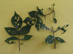 Rose slug damage on leaves. Photo courtesy Purdue Plant and Pest Diagnostic Lab 