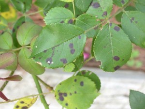 Black spot is the most common disease on roses. Eventually, it can weaken and kill the plant. Photo courtesy Purdue Plant and Pest Diagnostic Lab