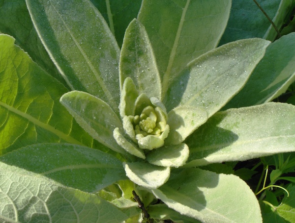 The leaves of common mullein are extremely soft and have been used as inserts for shoes with holes in their soles. © Spiff/dollarphotoclub.com 