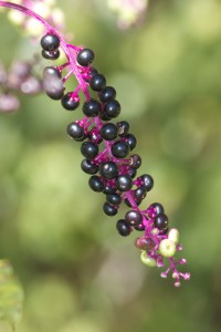 Beautiful purple fruit forms on pokeweed in late summer. Robins love it and act a little drunk as they imbibe. © Jennifer Handy/123rf.com 