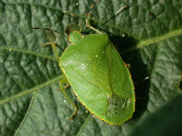 Green stink bugs lay eggs on the underside of the leaves of weeds. Photo courtesy John Obermeyer, Purdue Extension Entomology 
