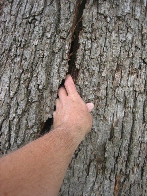 Deep cracks in the trunk indicate serious risks and should be check by a certified arborist. Photo courtesy Tom Tyler/Bartlett Tree Experts 