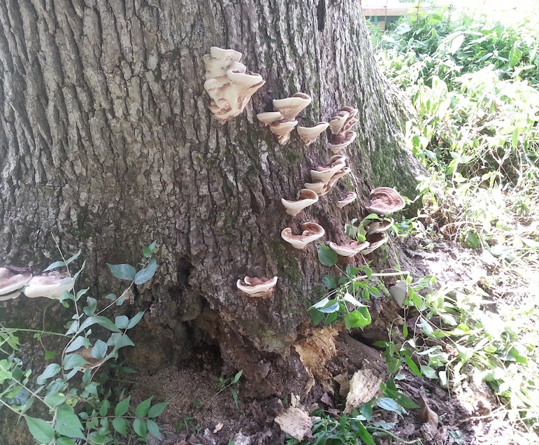 Be on the look out for cavities and the formation of fungus, which indicates dead or dying wood. Photo courtesy Jud Scott/Vine and Branch 