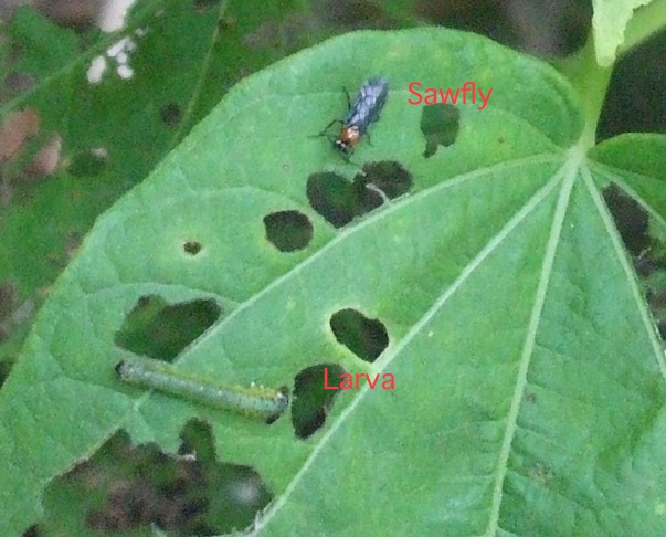 The tiny hibiscus sawfly deposits eggs inside leaf tissue. The larva emerges and devours leaf tissue, leaving only the veins. © Jo Ellen Meyers Sharp 
