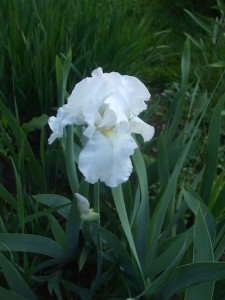 Fragrant ‘Feed Back’ bearded iris gets about 3 feet tall when it blooms in late spring to early summer and again in late summer. Photo courtesy perennialresource.com 