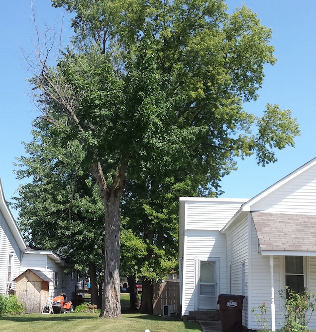 A silver maple with cracks and crevices threatens two houses. Photo courtesy Jud Scott/vine and Branch 
