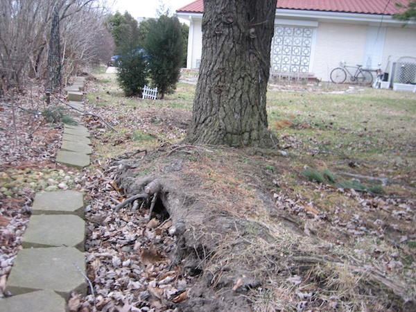 Landscape work severed the roots on one side of a pine tree, causing it to lift out of the ground and threaten the nearby house. Photo courtesy Tom Tyler/Bartlett Tree Experts 