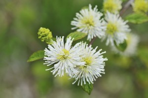 The Eastern U.S. native fothergilla blooms in spring, making it a perfect companion for tulips, daffodils and other bulbs. © Kongxinzhu/iStockphoto.com 