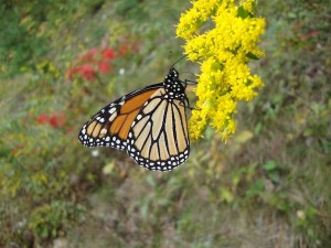 Migrating monarch butterflies rely on late-blooming, native perennials, such as goldenrod. ©lunamama58/Morguefile.com 