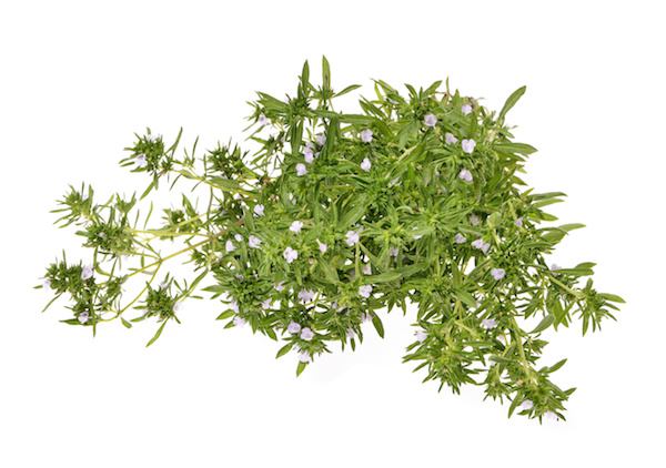 Winter savory imparts a bit of spicy flavor to vegetables, meats and other dishes. © Iluzia/dollarphotoclub.com