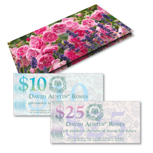 David Austin Roses - Gift Envelope and Vouchers