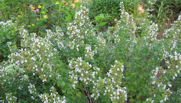 Calamint in a long-blooming perennials that serves as a bee magnet. (C) Carol Michel/MayDreamsGardens.com
