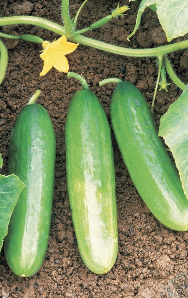 Diva cucumber produces fruit even when covered to protect from cucumber beetles and other insects. Photo courtesy All-America Selections 