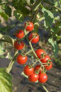 Jasper cherry tomato produces sweet, tender fruits during a long production period Photo courtesy All-America Selections 
