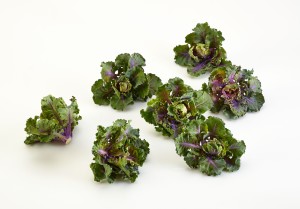 A brand new vegetable named Kalette is a cross between Brussels sprouts and kale that can be eaten or cooked. Photo courtesy Johnny’s Selected Seeds 