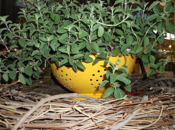 A great table top decoration: a colander planted with oregano. (C) Jo Ellen Meyers Sharp