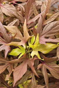 Besides Garnet Lace, Illusion sweet potato vines come in chartreuse and purple-bronze. Photo courtesy Proven Winners  