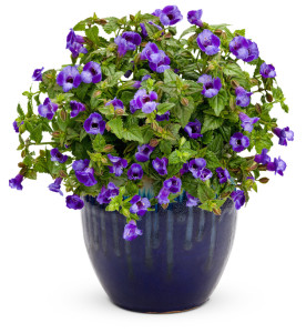The shade tolerant Torenia Summer Wave Blue is a great substitute for lobelia in pots and hanging baskets. Photo courtesy Proven Winners 