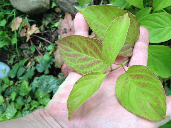 Too much rain can cause red streaks in dogwood (shown) and other shrubs and trees. © Jo Ellen Meyers Sharp 