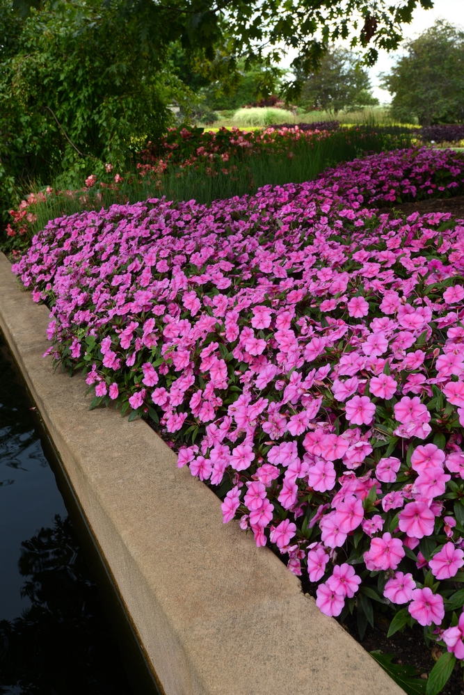 Bounce Pink Flame New Guinea impatiens has a similar growth habit as bedding impatiens. Photo courtesy All-America Selections