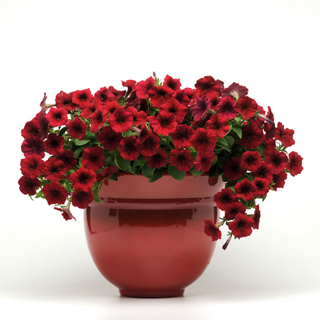 Tidal Wave Red Velour Petunia. Photo courtesy All-America Selections and Park Seed