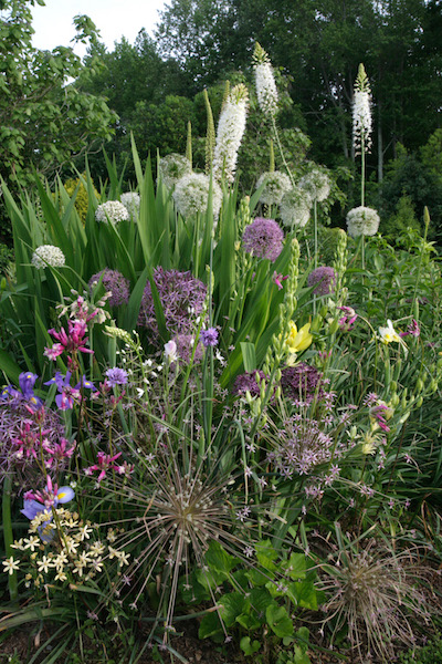 Bridge flowers at their best: white and purple Allium, white foxtail lilies, blue Dutch iris, Indian hyacinth, Dichelostemma (pink flowers), small, early lilies (Lilium) and ‘Starlight’ Triteleia (straw-colored flowers). Photo courtesy brentandbeckysbulbs.com 