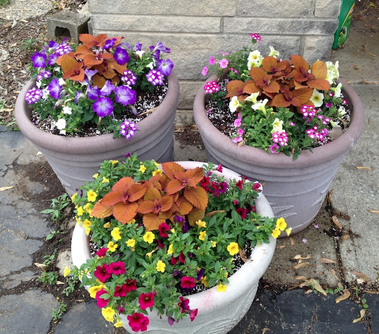 The mid May planting of trial plants looks great with complimentary colors and textures. © Jo Ellen Meyers Sharp 
