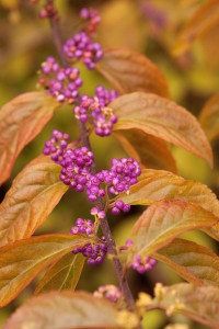 'Early Amethyst' beautyberry shows its fall colors. Photo courtesy Monrovia