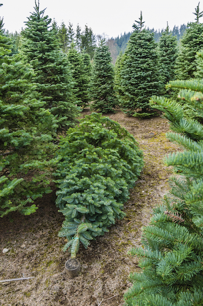 A Christmas tree cut at the farm,  ready for you to take home and decorate. Cut trees also can be found at garden centers. (C) jatrax/istockphoto.com 