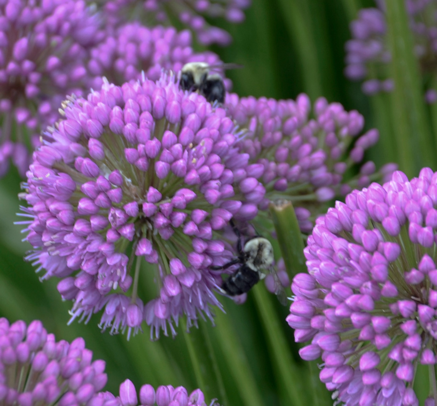 Bees, butterflies and other pollinating insects are frequent visitors to alliums. Photo courtesy perennial resource.com