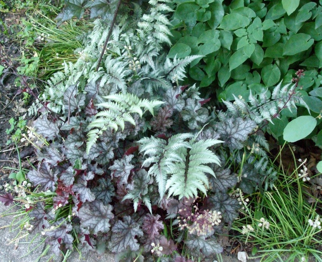 The purple-veined Japanese painted fern is a good companion with silvery-purple coral bells. This combination also camouflages the ripening foliage of grape hyacinths and other spring bulbs. © Jo Ellen Meyers Sharp 