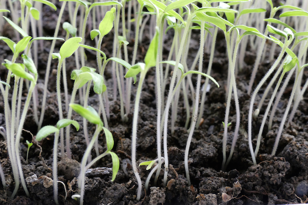 Seedlings, such as these tomatoes, that do not have enough light will stretch, causing weak stems. © Pencho Tihov/Dreamstime.com 