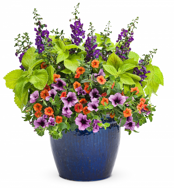 Angleface Blue angelonias add height to a container planted with Dreamsicle calibrachoa, Bordeaux petunia and Lime Time coleus. Photo courtesy ProvenWinners.com 