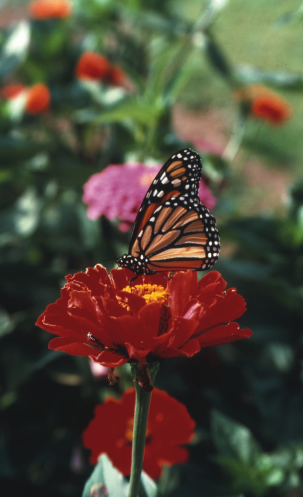 Zinnias are a favorite plant of butterflies, bees and other pollinators. Photo courtesy National Garden Bureau/ngb.org