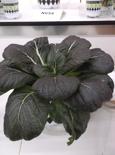 Heavy Metal Chinese cabbage from Hort Couture. (C) Jo Ellen Meyers Sharp 